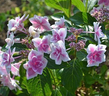 Hydrangea macrophylla Double Delights™ Star Gazer | White
