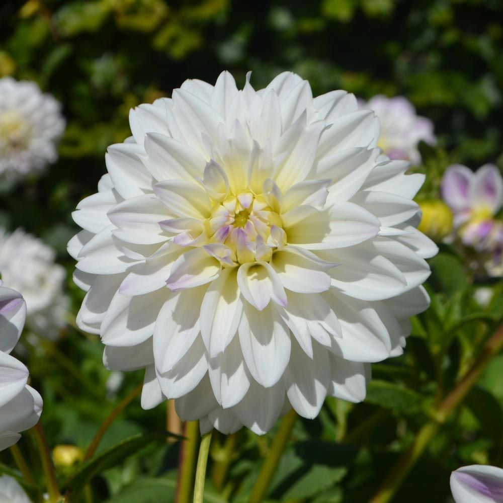 Dahlia 'White Pearl'