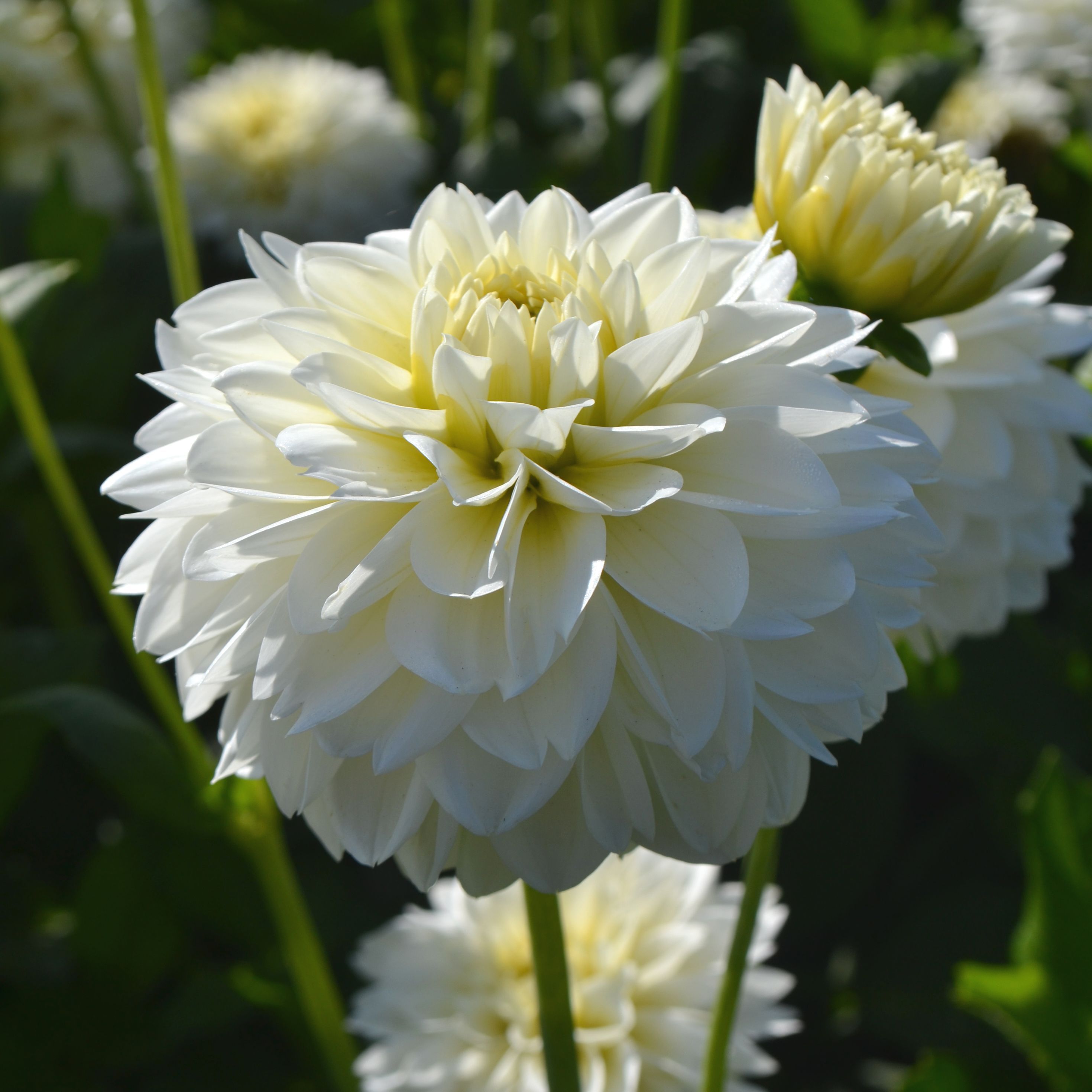 Dahlia 'Polar Ice'