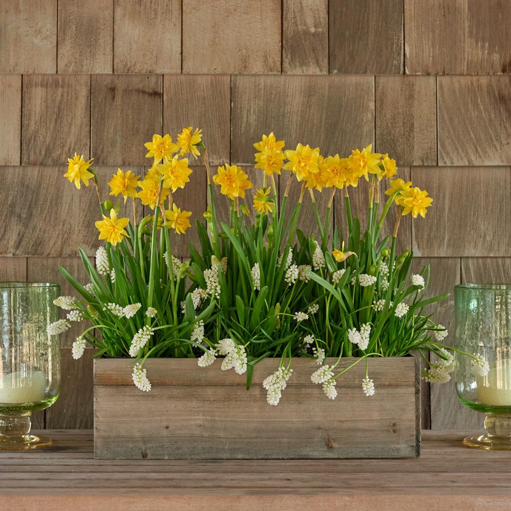 Box of Sunshine Bulb Collection in wooden box