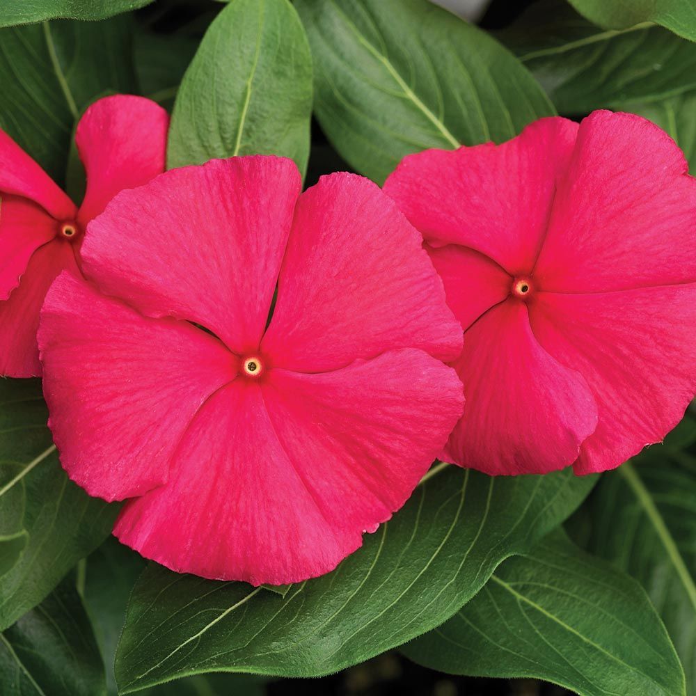 Catharanthus (Vinca) White Flower Farm