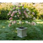 Vanilla strawberry discount hydrangea tree