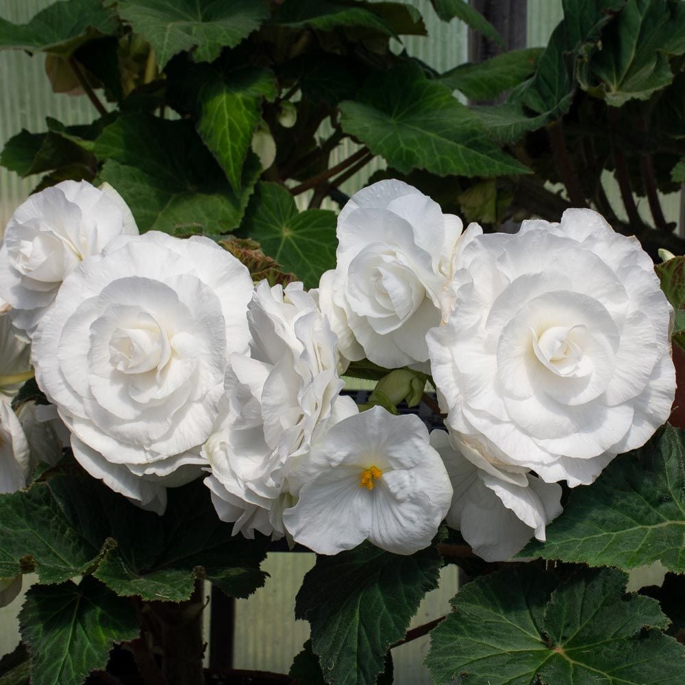 Begonia 'Billie Langdon' Blackmore & Langdon