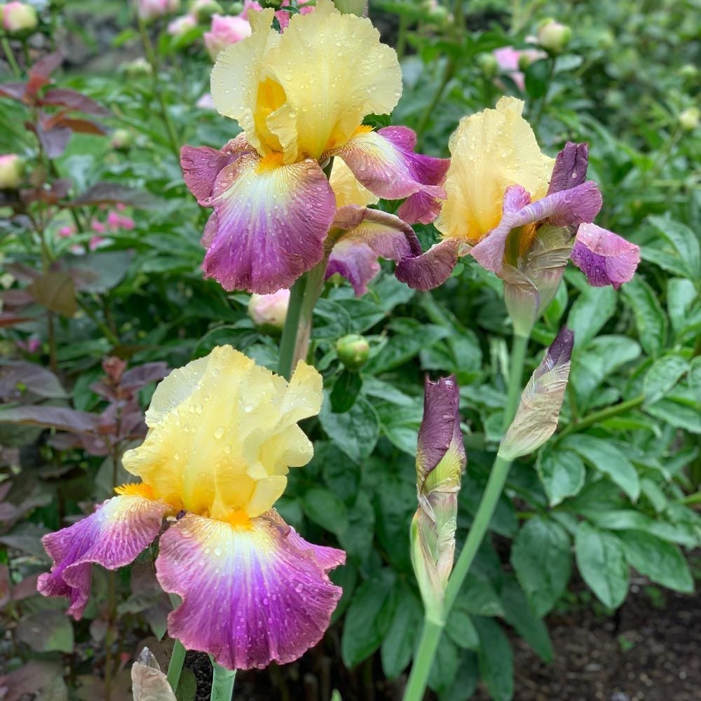 Iris germanica 'Lightshine'