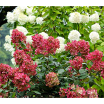  Hydrangea paniculata Fire Light®