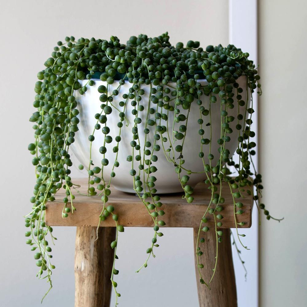 Senecio String of Pearls