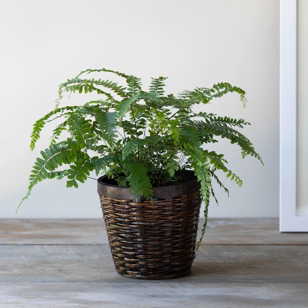 Rosy Maidenhair Fern