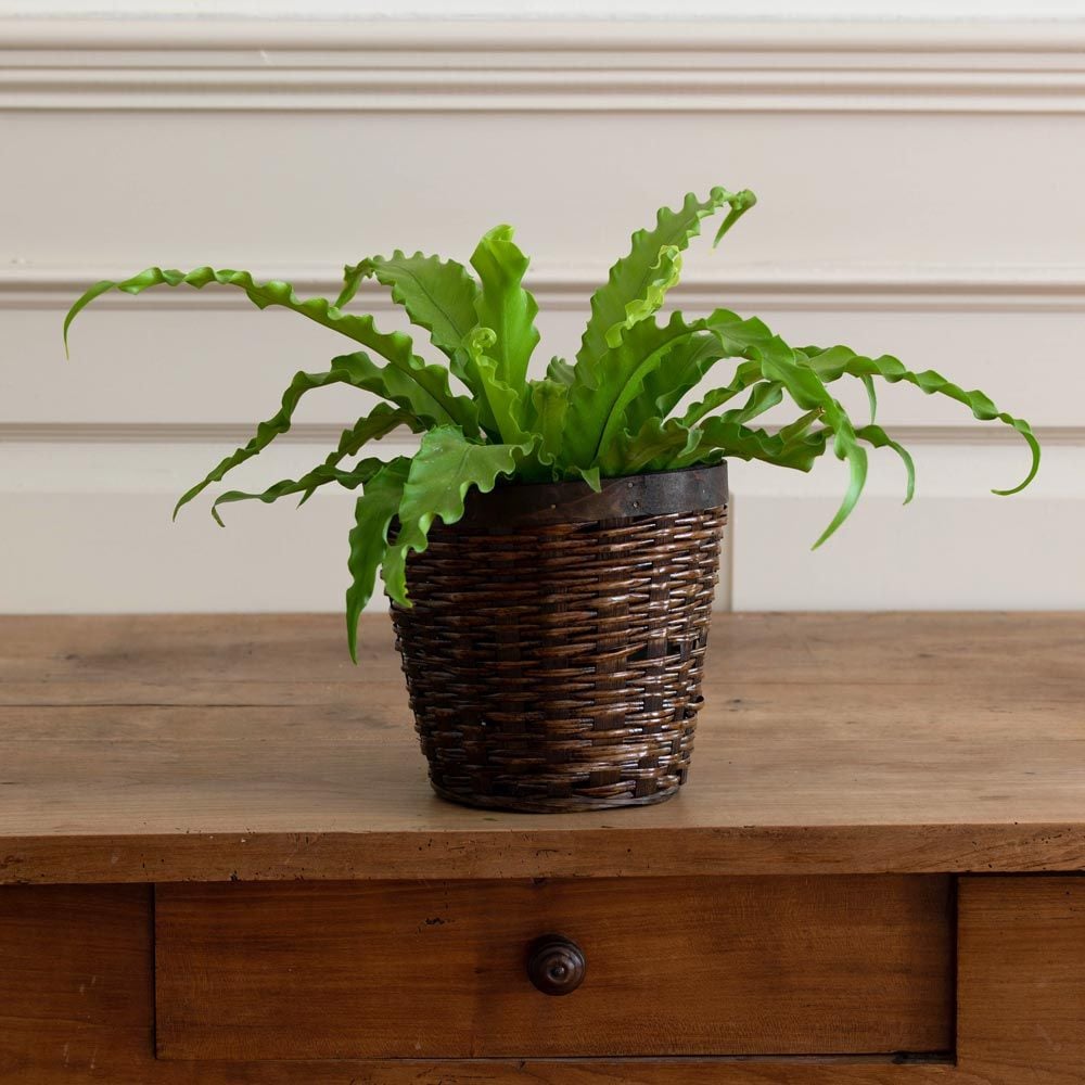 jurassic elephant ear plant Shop Our Alocasia Regal Shields