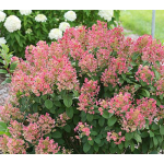 Shrubs & Vines for Small Spaces