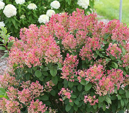 Hydrangea Paniculata White Flower Farm