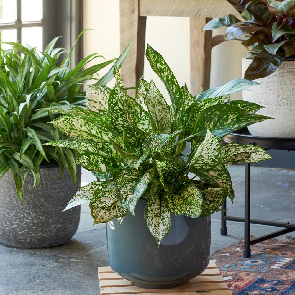 Chinese Evergreen Etta Rose | White Flower Farm