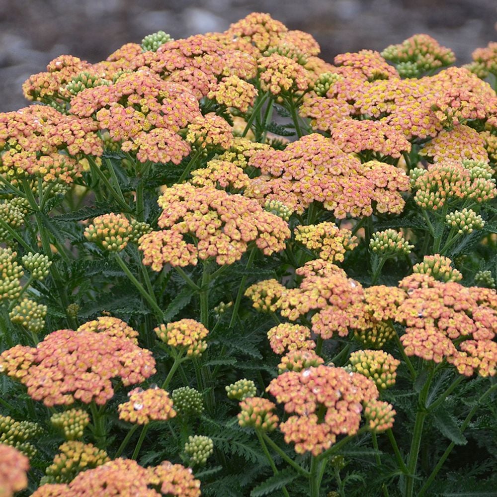 Achillea 'Firefly Peach Sky'