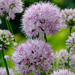  Allium 'Summer Beauty'