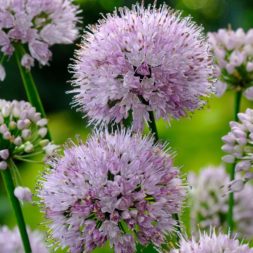 Allium 'Summer Beauty'