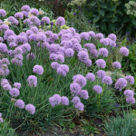  Allium 'Blue Eddy'