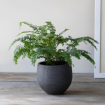  Rosy Maidenhair Fern