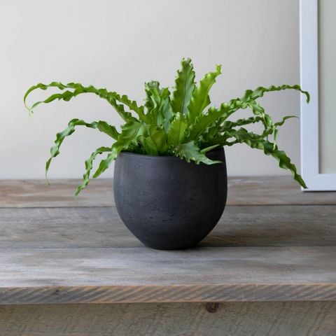  Victoria Bird's Nest Fern in black stone cachepot