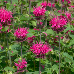  Monarda didyma 'Pink Lace'