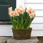  Narcissus 'Apricot Whirl,' Ready-to-Bloom Basket