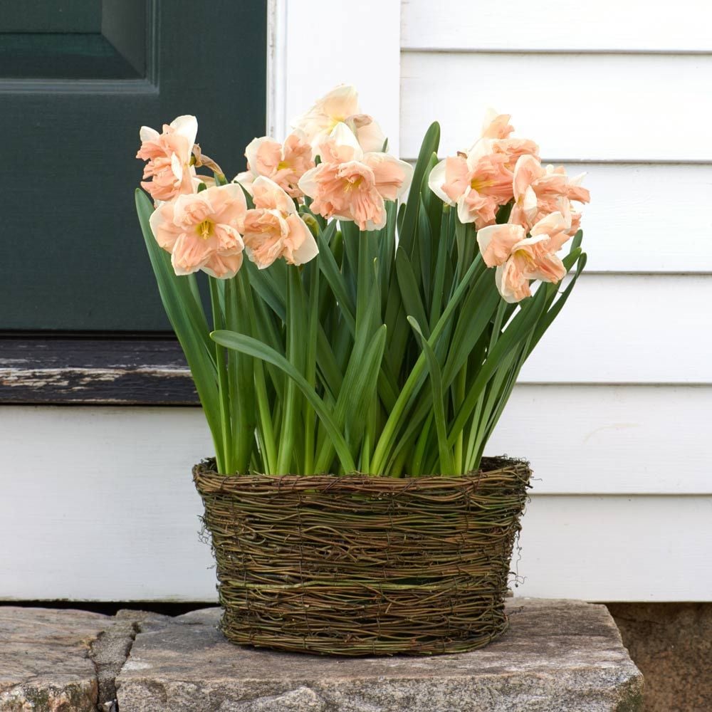 Narcissus 'Apricot Whirl,' Ready-to-Bloom 