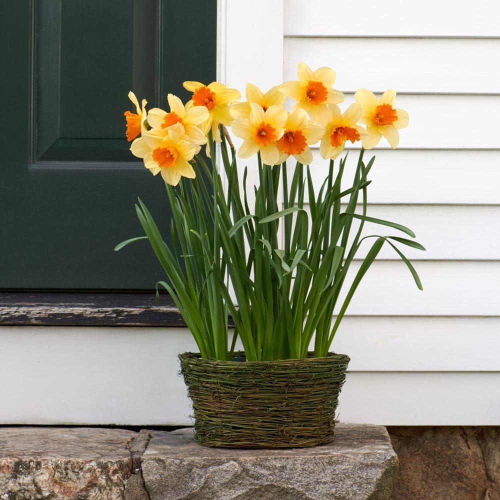 Narcissus 'Fortissimo,' Ready-to-Bloom Basket