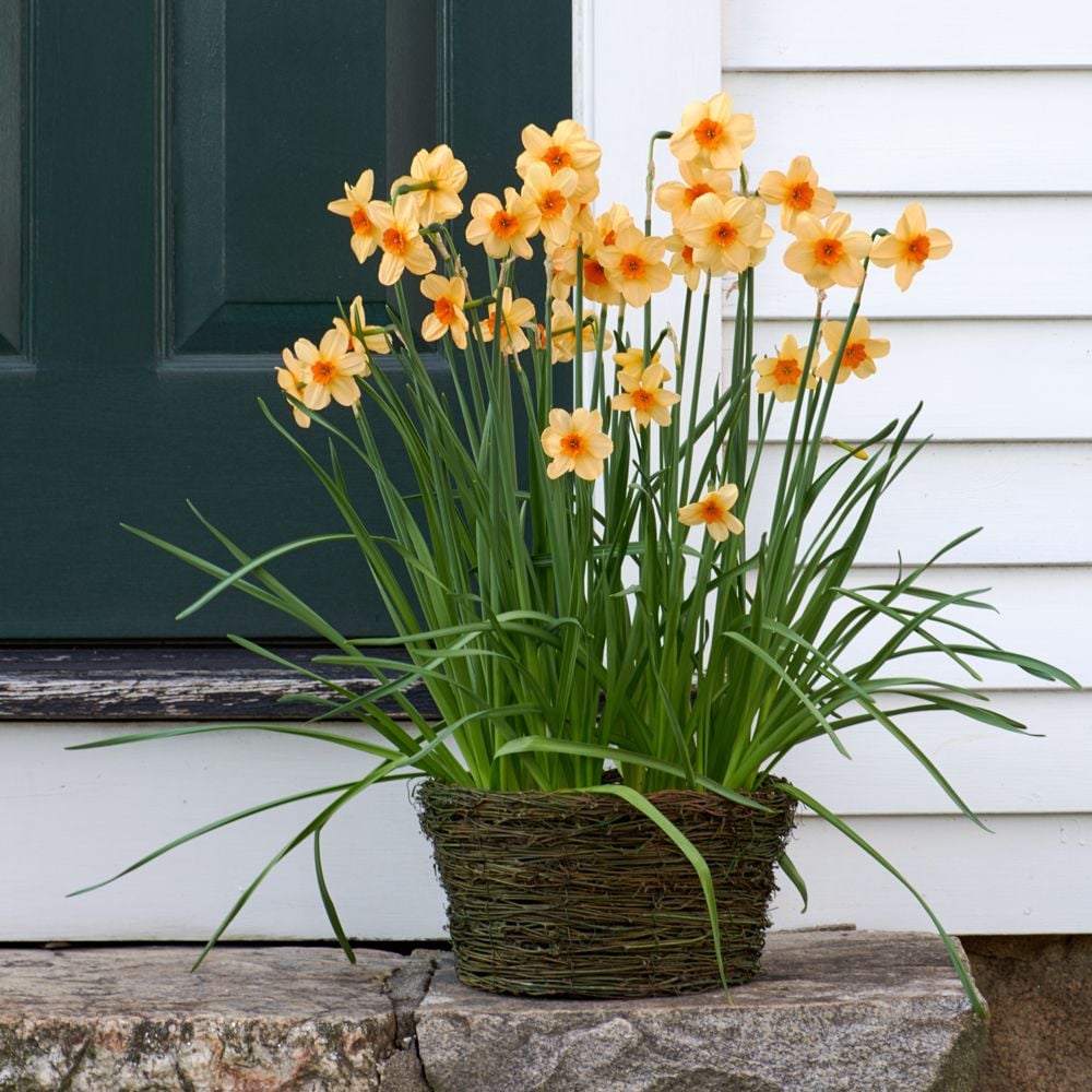 Narcissus 'Kedron,' Ready-to-Bloom Basket