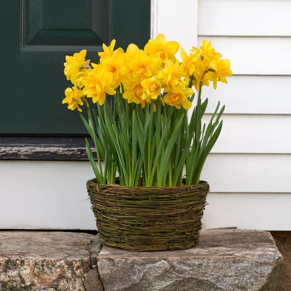 Narcissus 'Queen's Day,' Ready-to-Bloom Basket