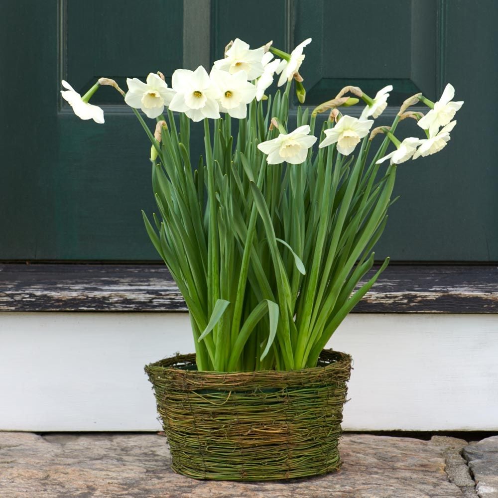 Narcissus 'Stainless,' Ready-to-Bloom Basket