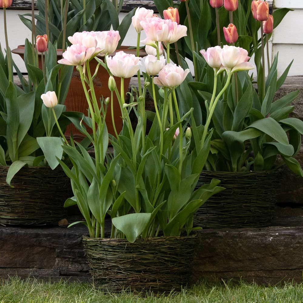 Tulip 'Angélique,' Ready-to-Bloom Basket