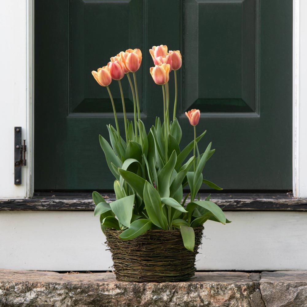 Tulip 'Apricot Beauty,' Ready-to-Bloom Basket