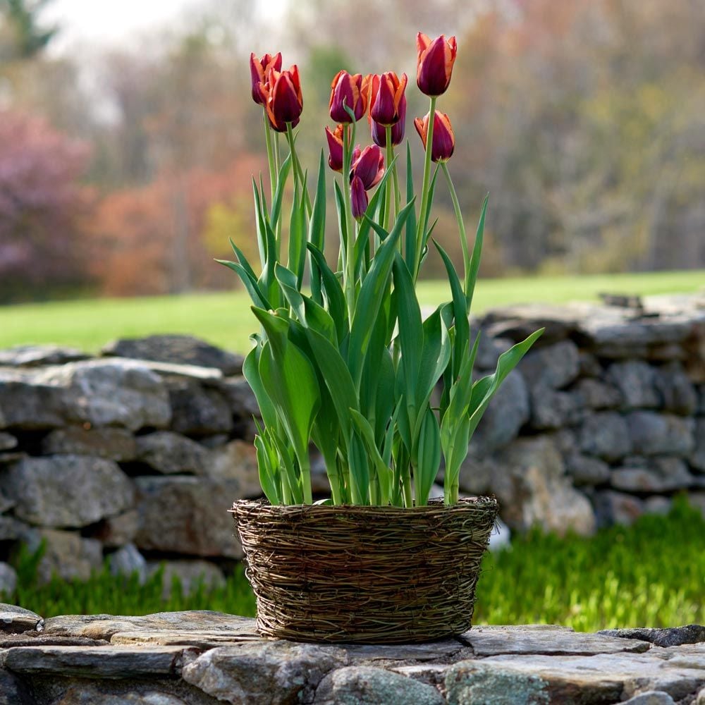 Tulip 'Slawa,' Ready-to-Bloom Basket