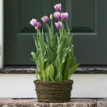  Tulip 'Cummins,' Ready-to-Bloom Basket