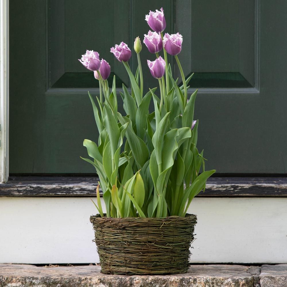 Tulip 'Cummins,' Ready-to-Bloom Basket