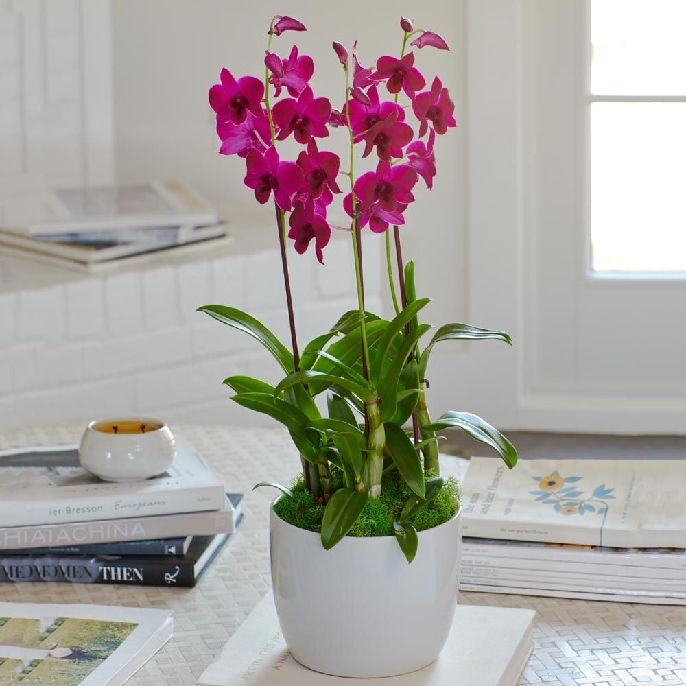 Deep Pink Dendrobium Orchids in ceramic cachepot