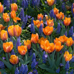 Triumph Tulips