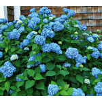  Hydrangea macrophylla Endless Summer®