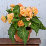  Begonia 'Jean Blair' Blackmore & Langdon