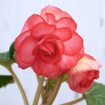  Begonia 'Isabel Keenan' Blackmore & Langdon