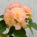  Begonia 'Ruby Young' Blackmore & Langdon