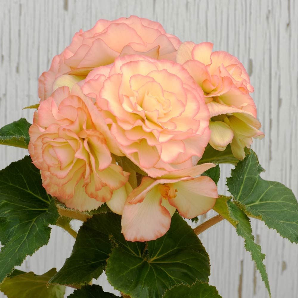 Begonia 'Ruby Young' Blackmore & Langdon