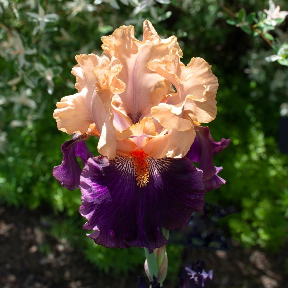 Iris germanica 'Petalpalooza'