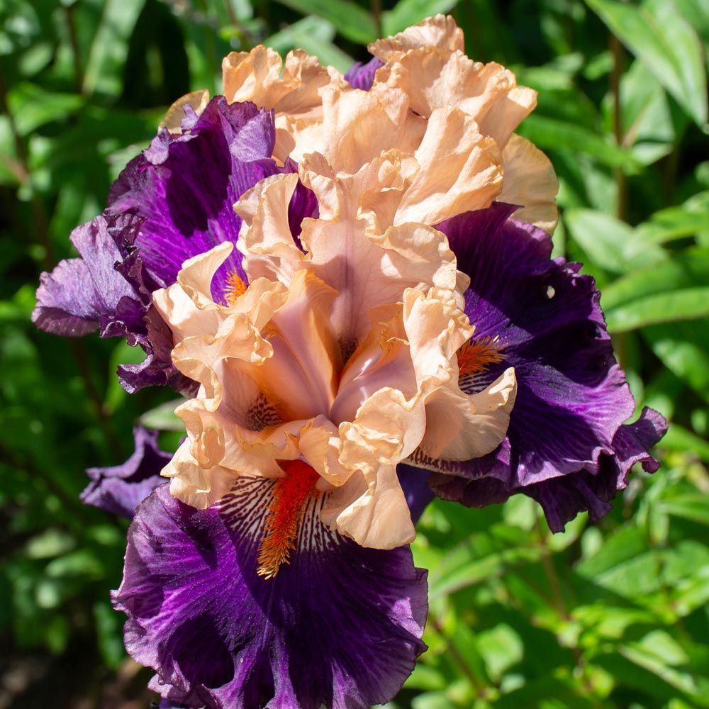 Iris germanica 'Petalpalooza' | White Flower Farm