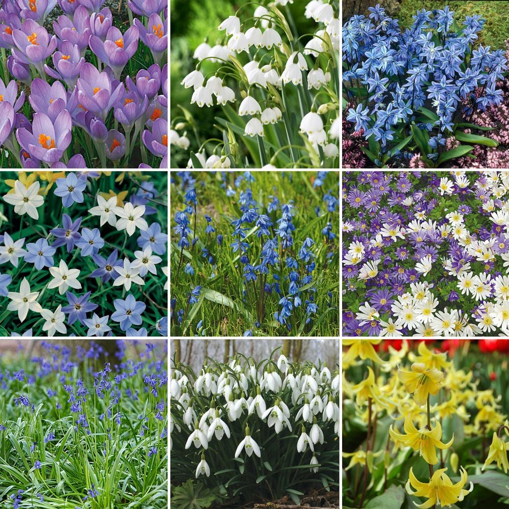 Woodland Naturalizing Collection of Bulbs White Flower Farm