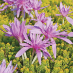  Colchicum 'Waterlily'