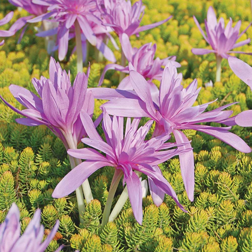 Colchicum 'Waterlily'