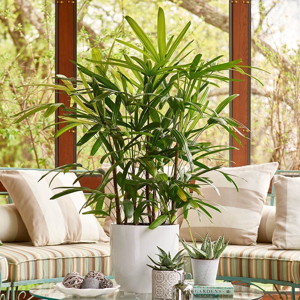 High Light Foliage Houseplants White Flower Farm