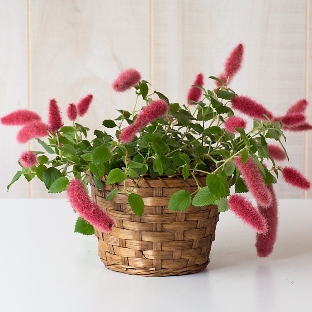 Months of Flowering Houseplants