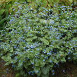  Brunnera macrophylla 'Jack Frost'