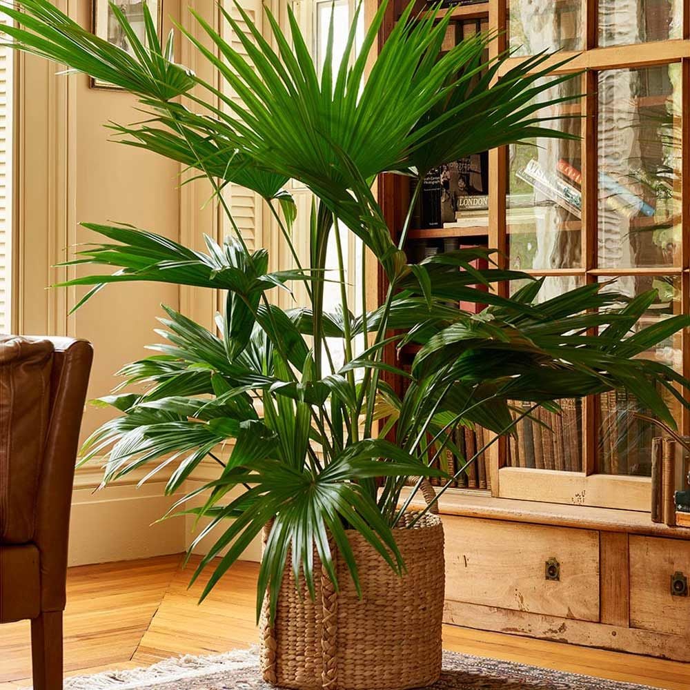 Chinese Fan Palm