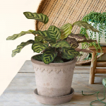  Calathea makoyana